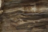 Polished, Petrified Wood (Metasequoia) Stand Up - Oregon #185146-1